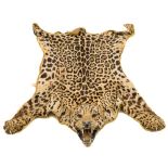 (Panthera pardus) Leopard skin:, the taxidermy head with glass eyes,