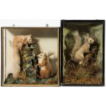 A late 19th/early 20th century cased pair of red squirrels by R Allder, Newbury:,