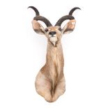 A taxidermy Kudu head.