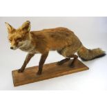 A preserved and mounted fox, on a wooden plinth:, 43 x 95cm.