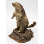 A full mount taxidermy Coypu:, standing on its hind legs, mounted on a natural wooden base,