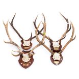 A group of four sets of stag antlers on shield plinths with engraved plaques for Balmoral:,