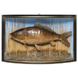 A cased preserved leather carp in a bow front case:, unsigned, naturally set,