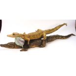 Caiman crocodilus - two full mount taxidermy specimens.