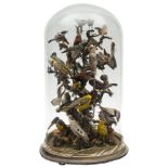 A late Victorian/Edwardian display of exotic birds under a glass dome:, unsigned,
