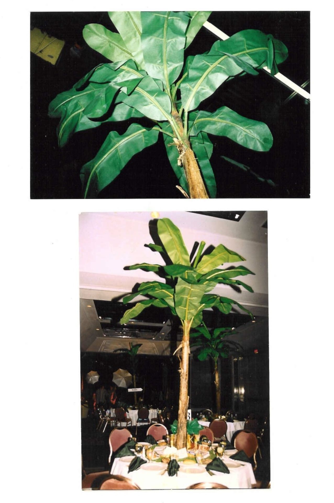Banana Flat Leaf Palm trees 7-8 feet tall - Image 2 of 2