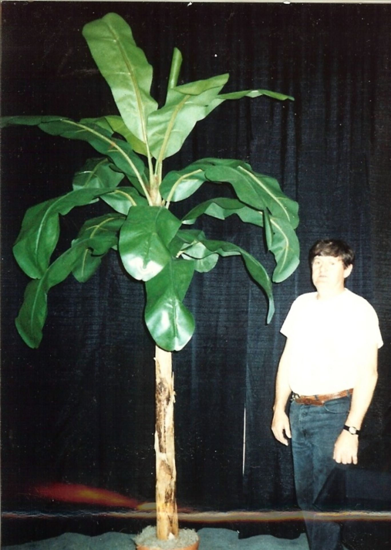 Banana Flat Leaf Palm trees 7-8 feet tall