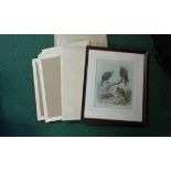 Framed print depicting Birds of prey together with a quantity of loose prints and whitbread