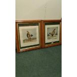 Two framed cockerel prints, Phenomenon and The Champion 23x23cm (2)