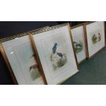 Set of four Zoological bird prints, Tanysiptera Danae, Tanysiptera Carolinae, Halcyon Winchelli