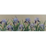 W. E. Mallinson, bearded irises, signed watercolour highlighted in gilt, dated 1901, housed in a