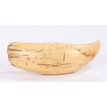 19th Century Fijian 'Tabua' sperm whales tooth, the tooth at 16.5cm long engraved with the text