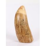 19th Century Fijian 'Tabua' sperm whale's tooth, the tooth at 15cm long engraved with the text MAHA?