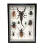 Ed Sheeran's insect collection, the framed collection by Papillon featuring beetles, Scorpian and