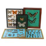 Ed Sheeran's collection of cased butterflies, to include five cased examples, (5). All of the Ed