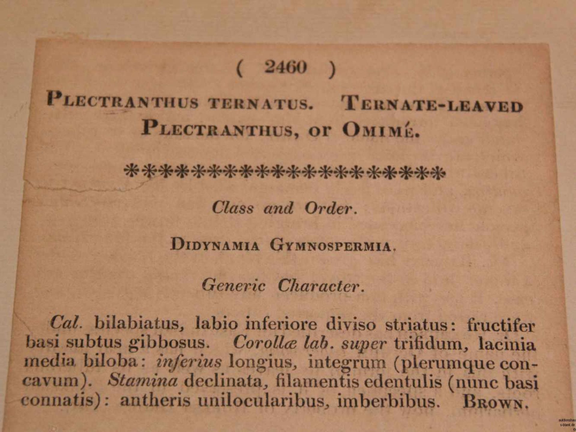 Botanisches Blatt aus Curtis's 'The Botanical Magazine' 1823- Plectranthus ternatus / Ternate-Leaved - Bild 6 aus 6