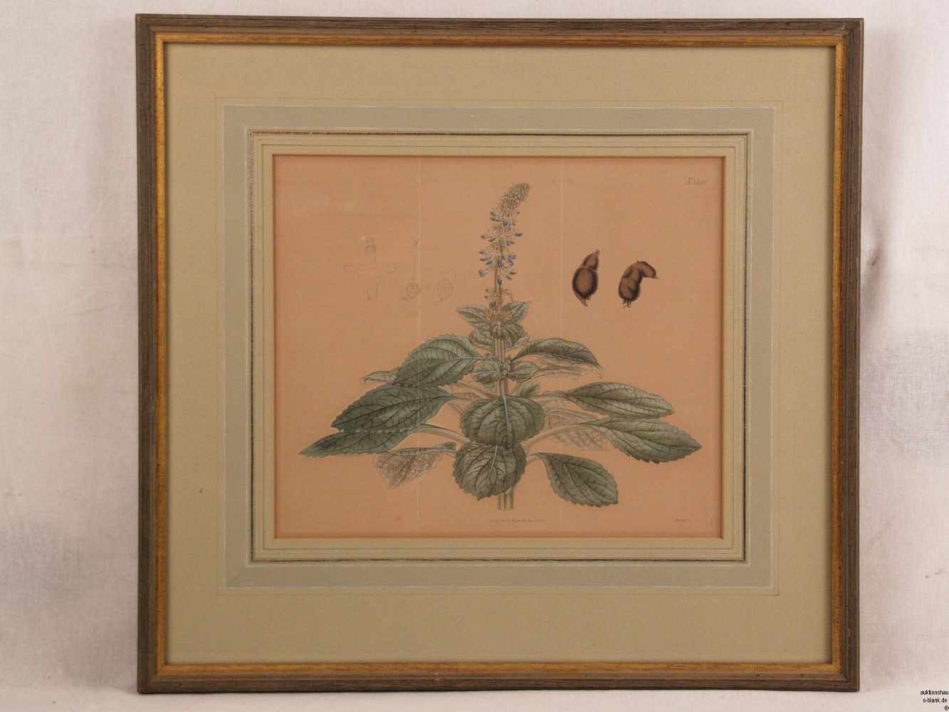 Botanisches Blatt aus Curtis's 'The Botanical Magazine' 1823- Plectranthus ternatus / Ternate-Leaved