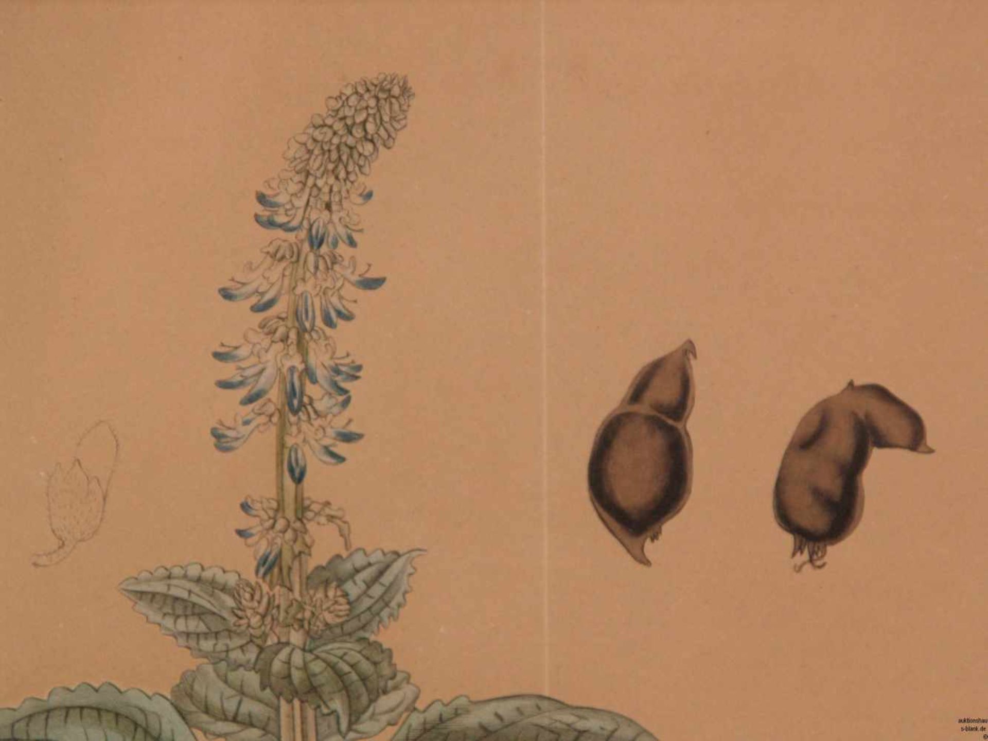 Botanisches Blatt aus Curtis's 'The Botanical Magazine' 1823- Plectranthus ternatus / Ternate-Leaved - Bild 3 aus 6