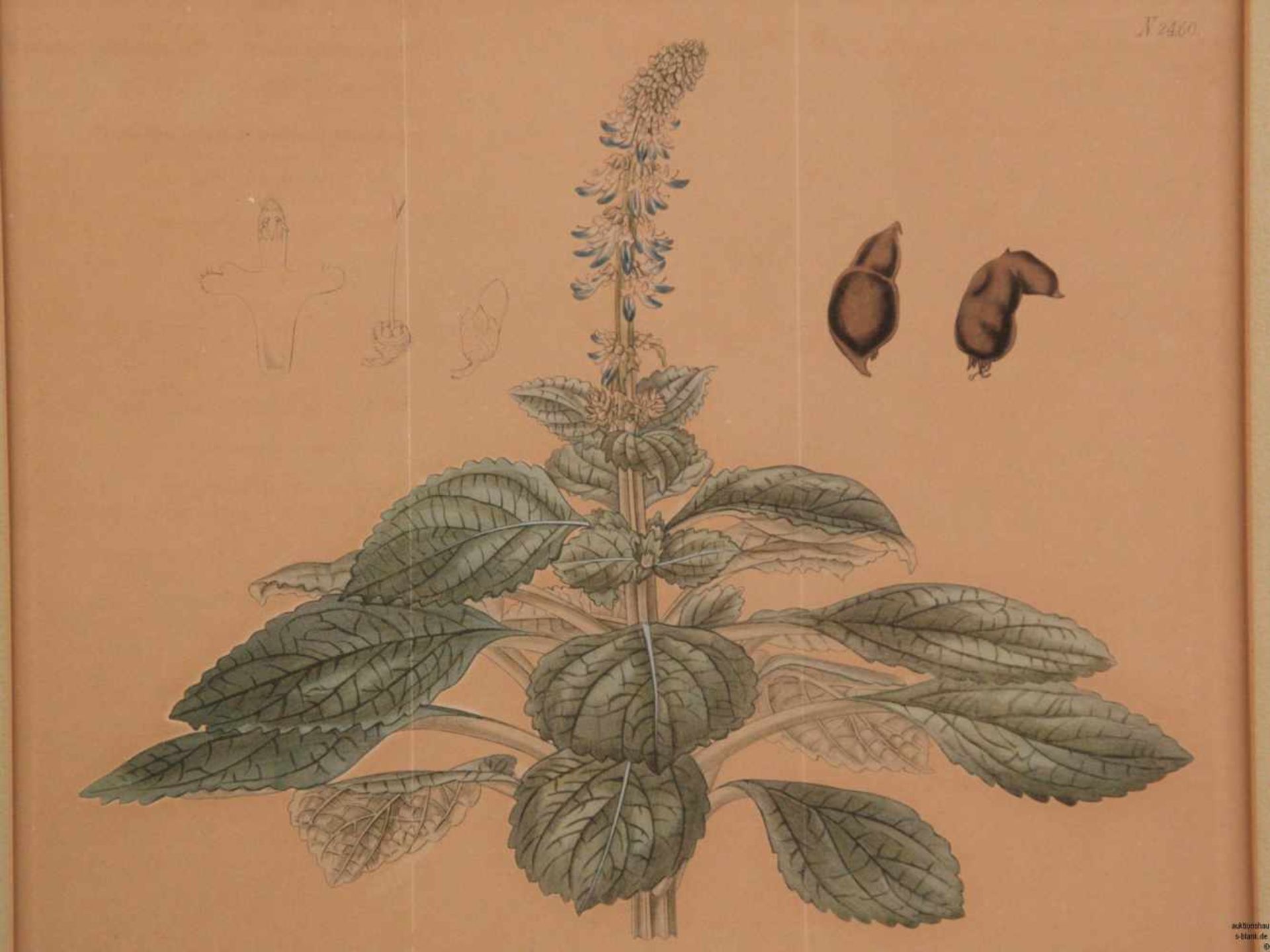 Botanisches Blatt aus Curtis's 'The Botanical Magazine' 1823- Plectranthus ternatus / Ternate-Leaved - Bild 2 aus 6