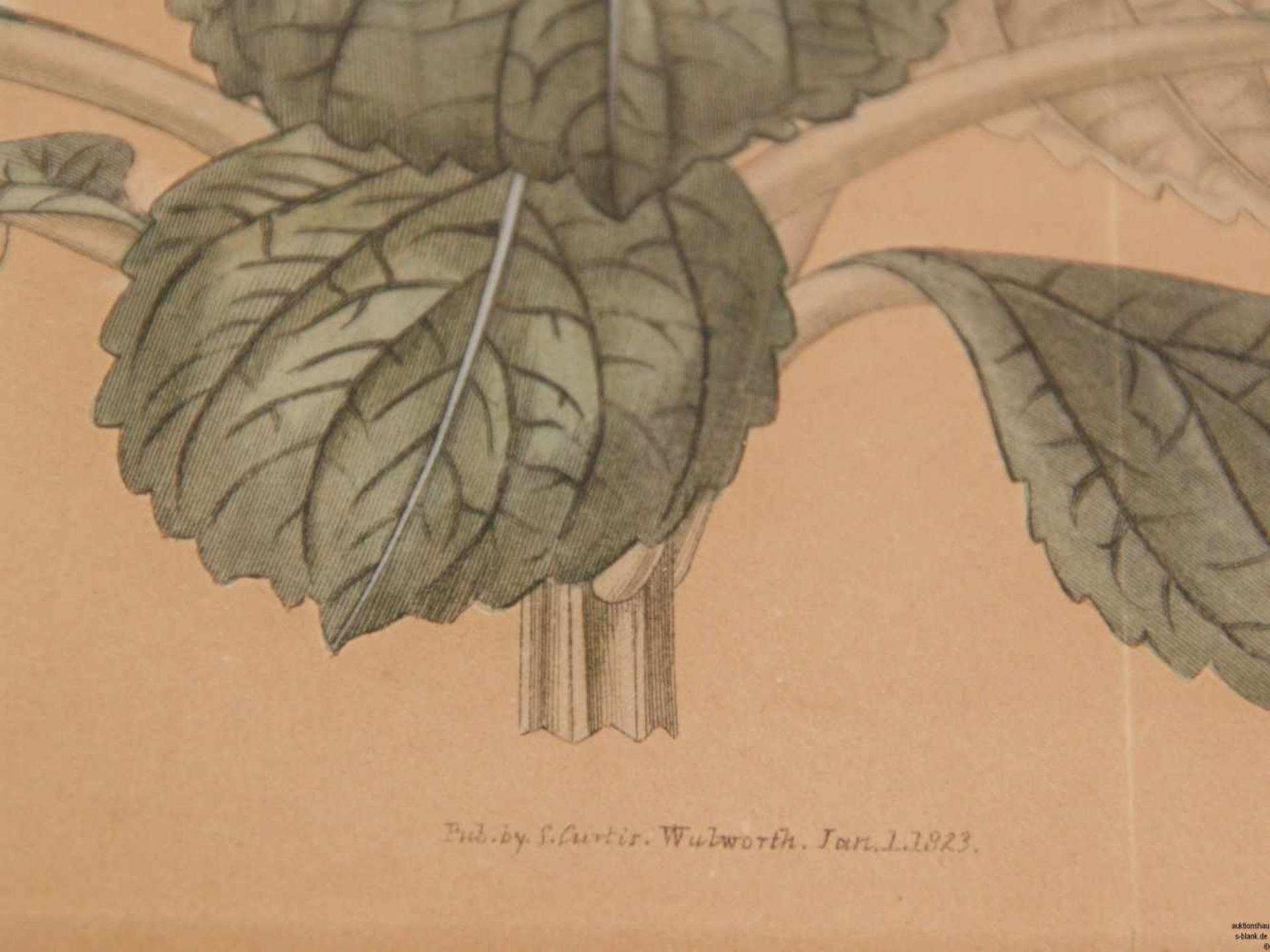 Botanisches Blatt aus Curtis's 'The Botanical Magazine' 1823- Plectranthus ternatus / Ternate-Leaved - Bild 5 aus 6