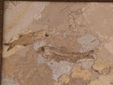 Fisch-Fossil - Steinplatte mit zwei versteinerten Fischen, ca.12x15cm, gerahmt: ca.23x26cm, Fische