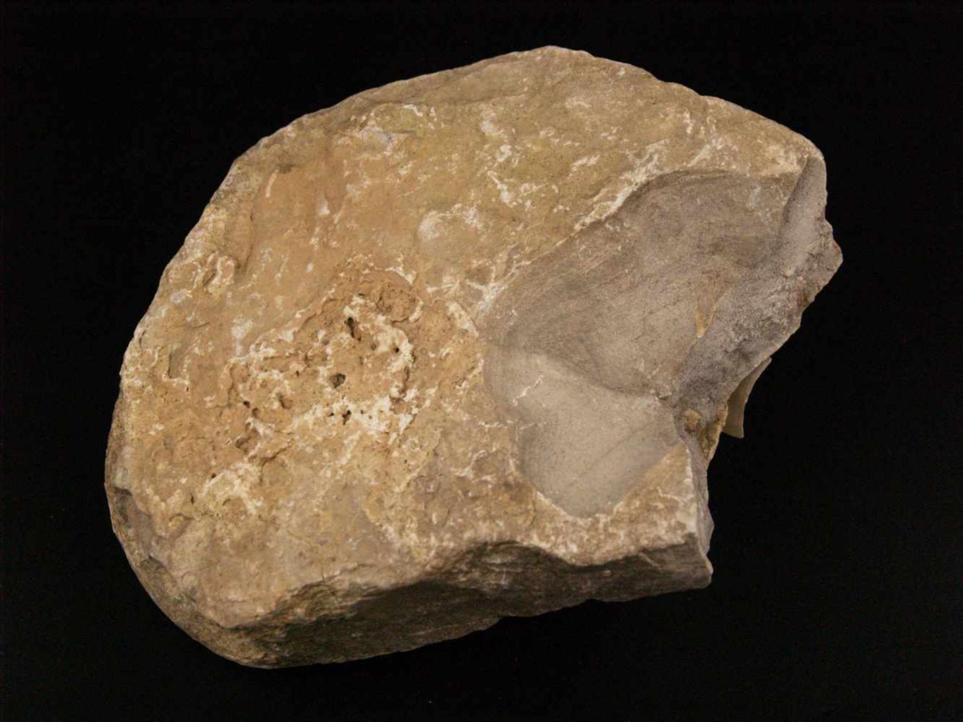 Fossile Versteinerung Ammonit - ca. 120 Millionen Jahre alt,ca.12x16,5cm - Bild 5 aus 6