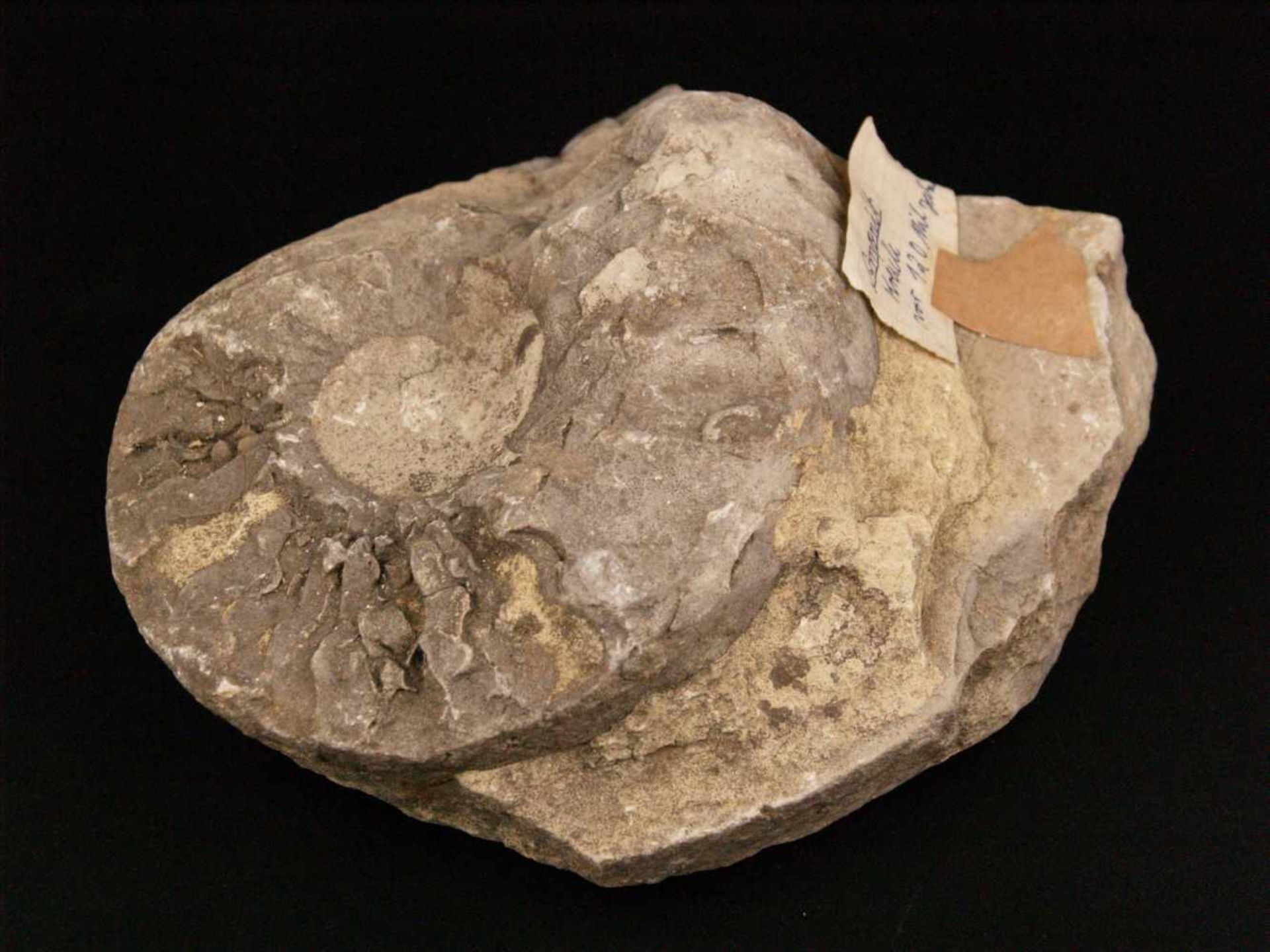 Fossile Versteinerung Ammonit - ca. 120 Millionen Jahre alt,ca.12x16,5cm - Bild 2 aus 6