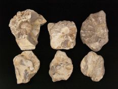 Konvolut Versteinerungen - 6-tlg, diverse Fossilien u.a. Ammoniten, Kreidezeit, H.ca.8-12cm