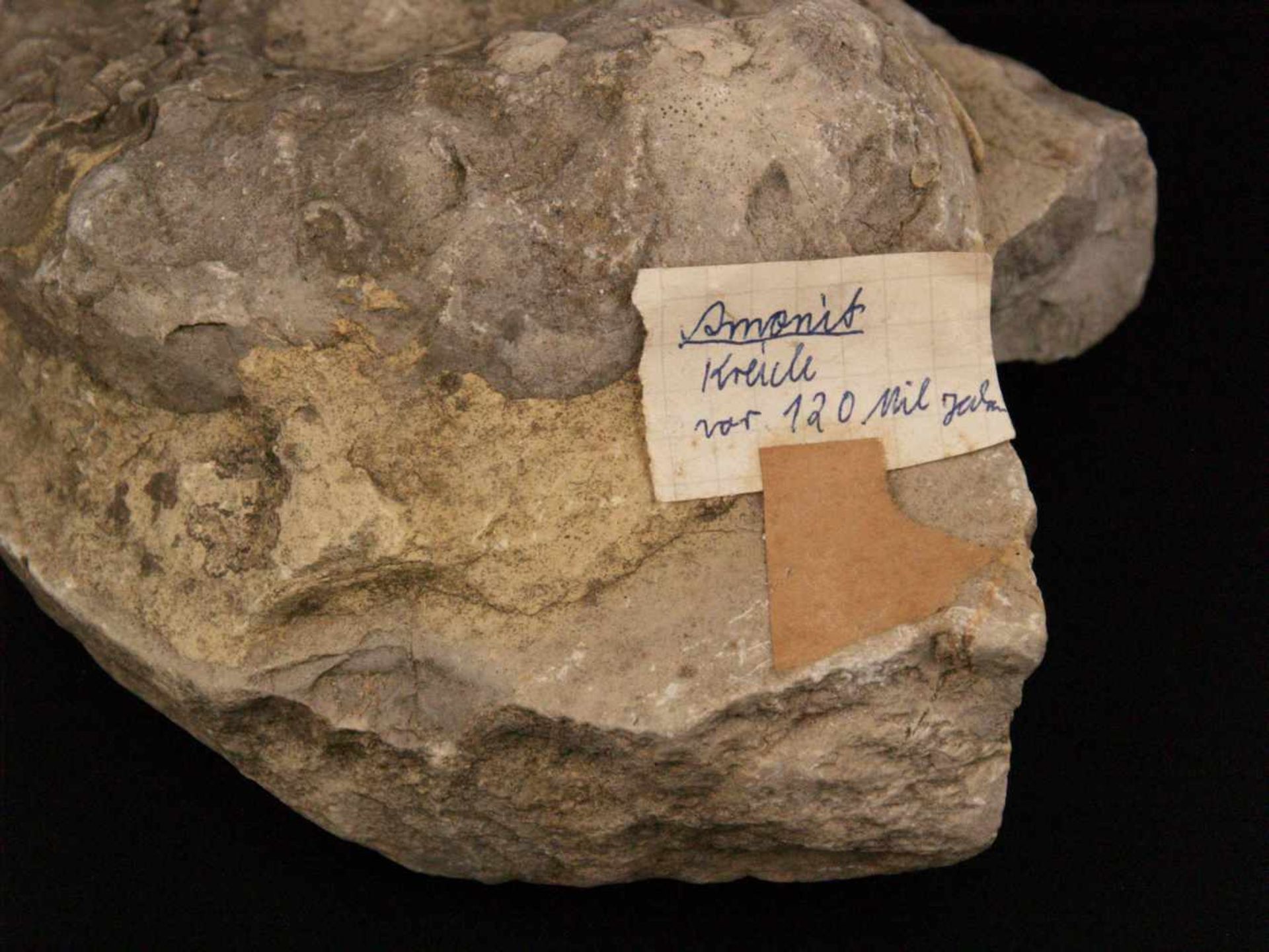 Fossile Versteinerung Ammonit - ca. 120 Millionen Jahre alt,ca.12x16,5cm - Bild 4 aus 6