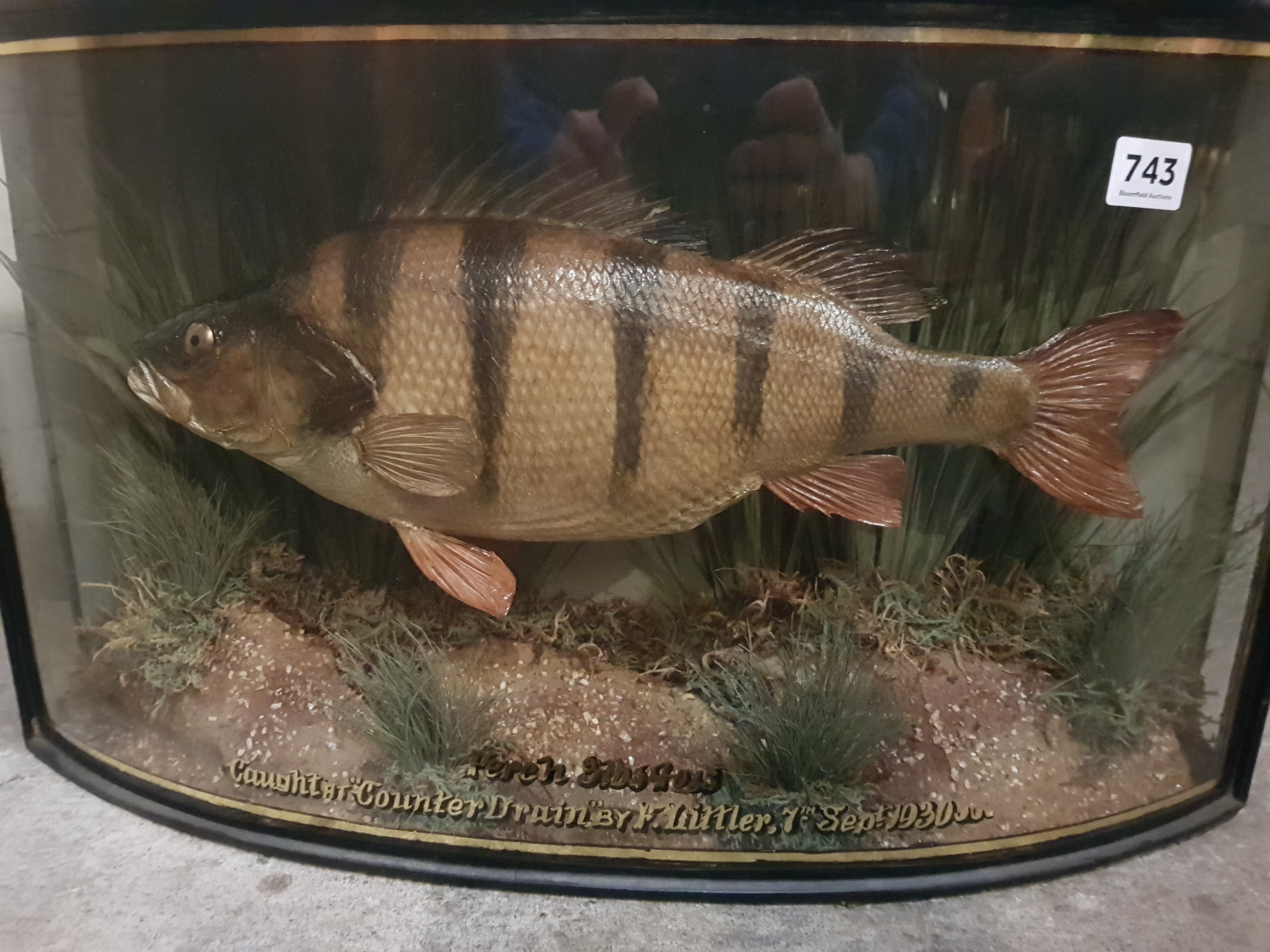 CASED TAXIDERMY FISH - PERCH