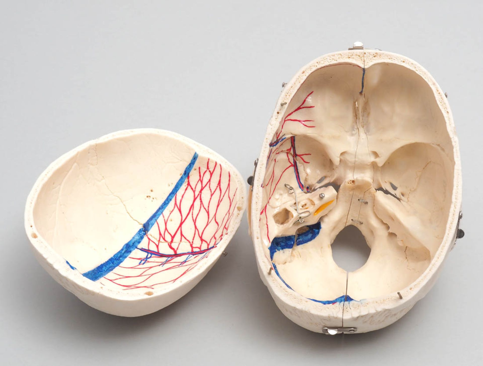 Schädel Medizinisches Studienpräparat mit eingezeichneten Gefäßen auf der Innenseite der Kalotte. Im - Bild 4 aus 9