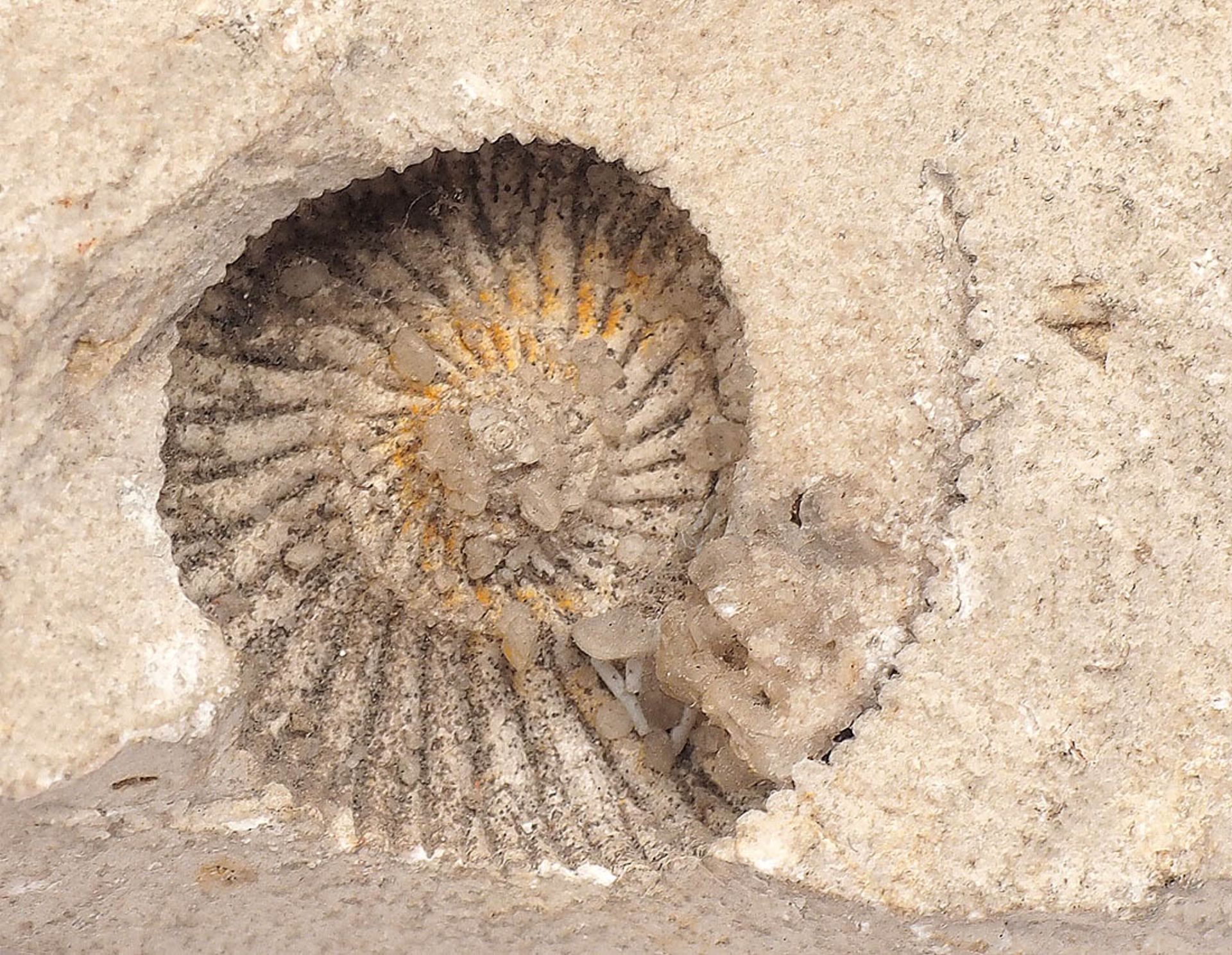 Sechs Versteinerungen Größtenteils Solnhofener Schiefer. Tiere, Muscheln und Ammoniten, - Bild 4 aus 4