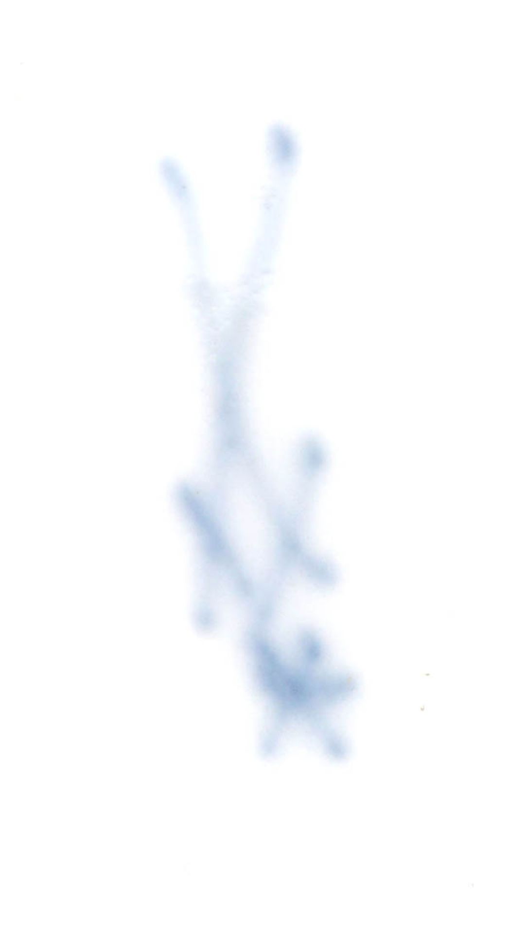 Vier Korbrandteller, Meissen, Marcolinizeit, 18.Jhdt. Korbgitterrand mit bewegten Reserven. Im - Bild 8 aus 10