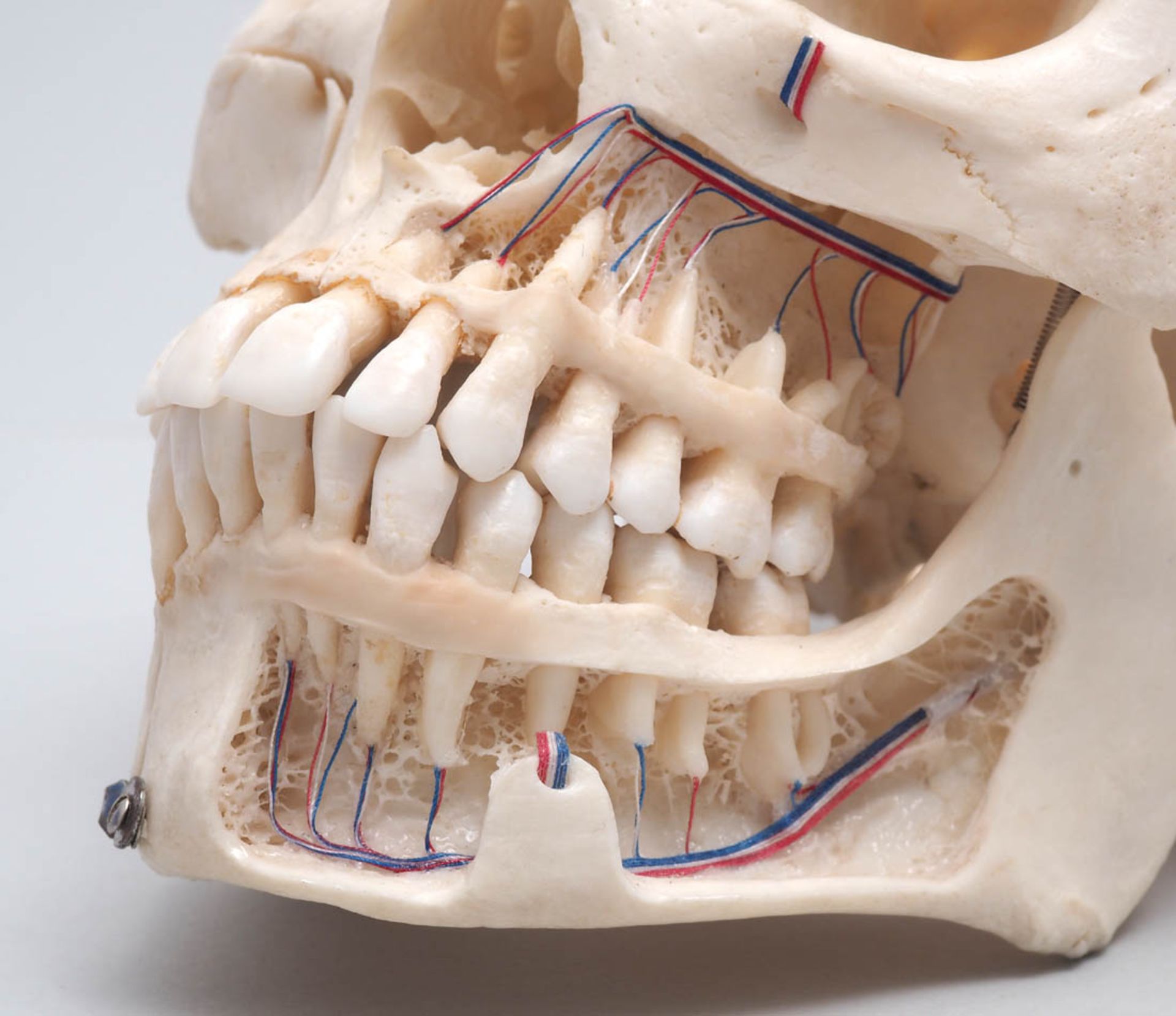 Schädel Medizinisches Studienpräparat mit eingezeichneten Gefäßen auf der Innenseite der Kalotte. Im - Image 6 of 10