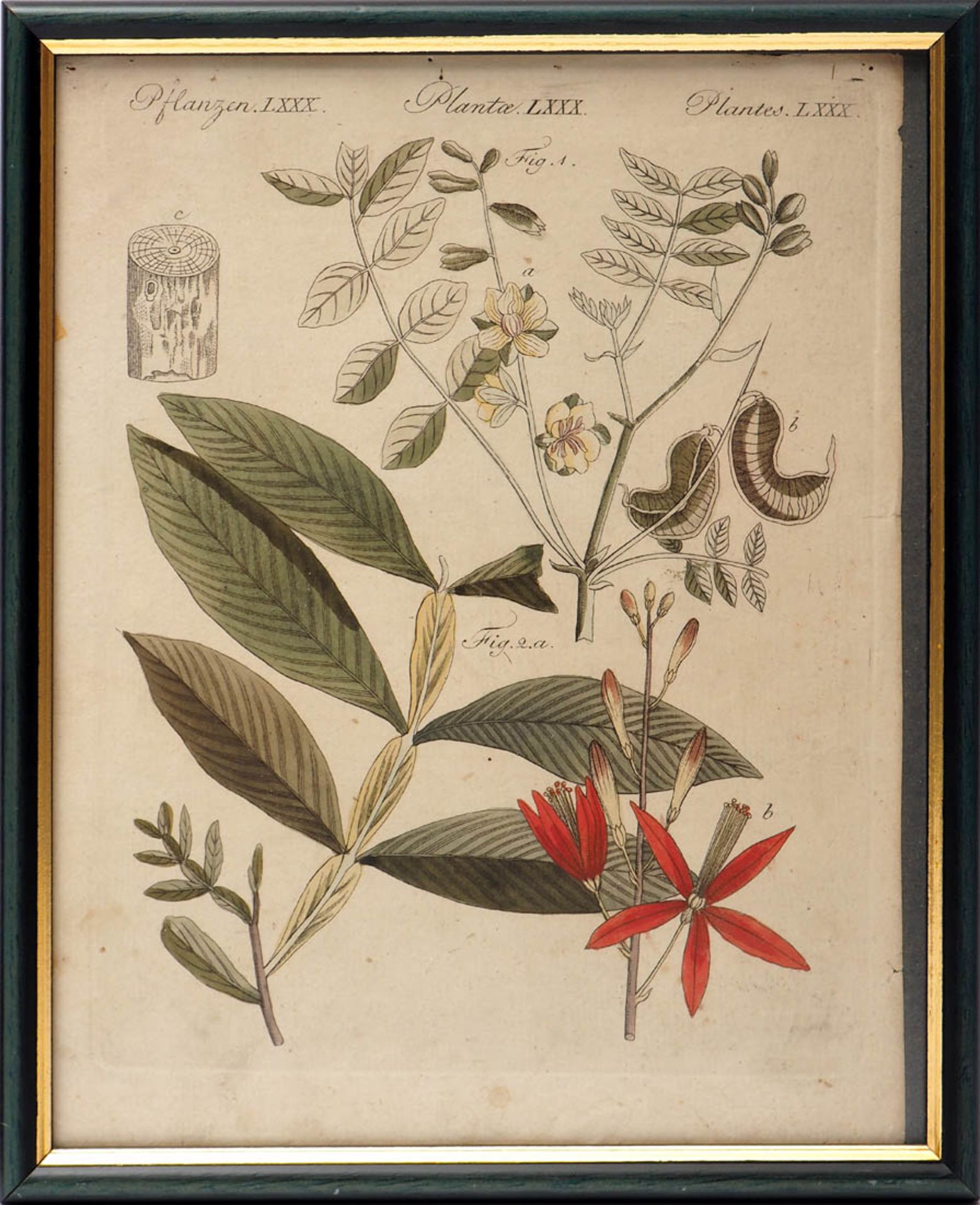 Schmuzer, Jakob Matthias, 1733 - 1811 Pflanzenstich, dazu ein ähnlicher. Altkoloriert, als