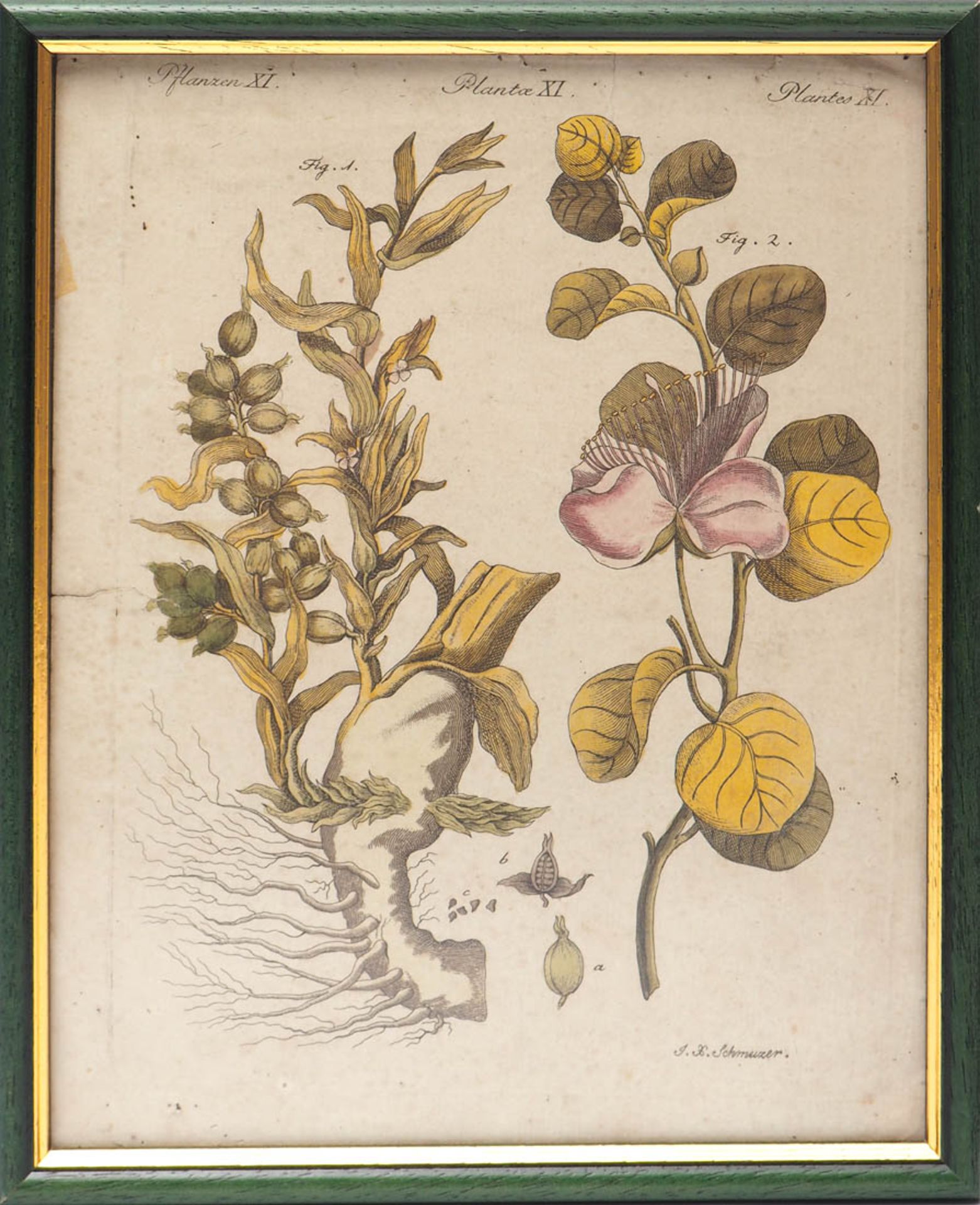 Schmuzer, Jakob Matthias, 1733 - 1811 Pflanzenstich, dazu ein ähnlicher. Altkoloriert, als - Bild 2 aus 4