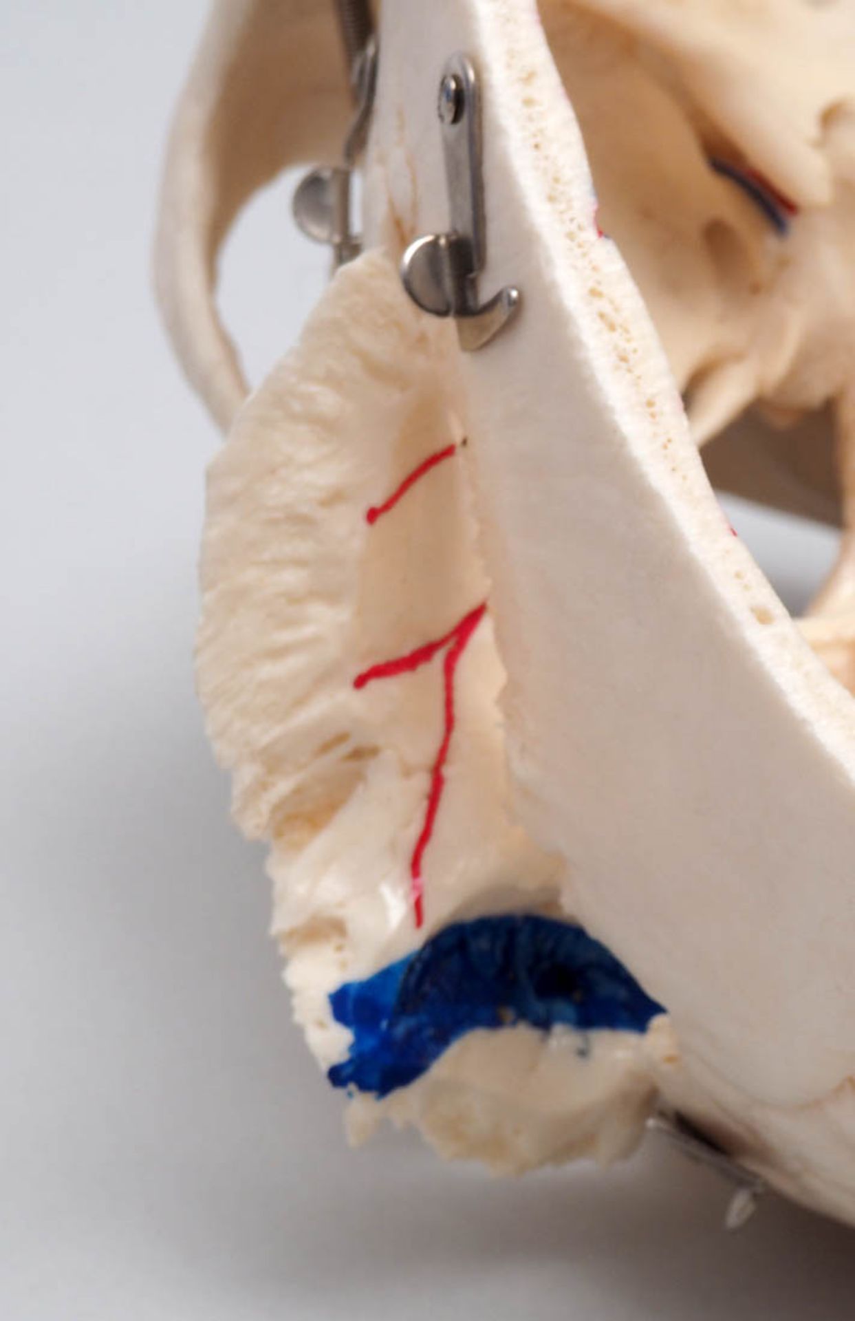 Schädel Medizinisches Studienpräparat mit eingezeichneten Gefäßen auf der Innenseite der Kalotte. Im - Image 8 of 10