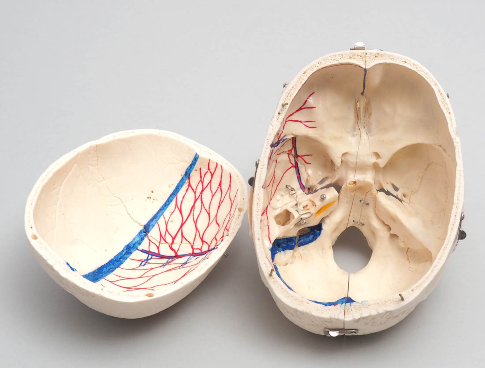 Schädel Medizinisches Studienpräparat mit eingezeichneten Gefäßen auf der Innenseite der Kalotte. Im - Image 5 of 10