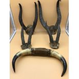 A Lot of 4 antelope horns and a set of bull horns.