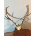 A Large pair of antlers