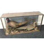 Antique Taxidermy pheasant family display. Displayed in a glass and wood cabinet. Measures