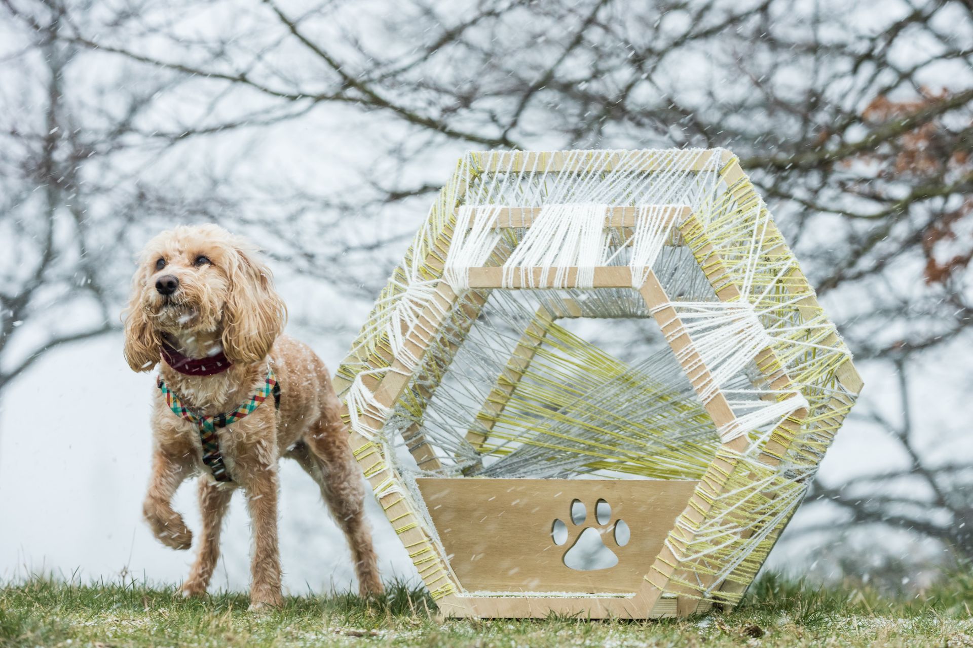 Green Tea Architects and Ben Fogle - Green Nest - Image 2 of 4