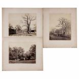 G. Völkerling, Dessau (1810-1876), c. 1867 3 photographs "Dessauer Eichen", albumen, size 10 5/8 x