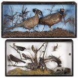 2 European Taxidermy Displays, c. 19201) Pair of pheasants in landscape, 40 x 9 ½ x 19 in. - And: 2)