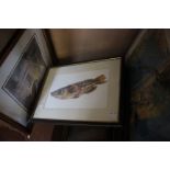 Mixed prints and a folio case, mainly prints and a watercolour of a fish (one pigeon hole)