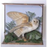 A taxidermy barn owl shown against a naturalistic background (case damaged)