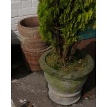 A weathered planter containing a small conifer and two concrete barrel planters (3)