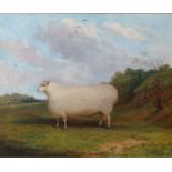 Richard Whitford (1821 - 1890)Study of a sheep in a landscapeOil on canvas, in birds eye maple frame