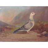 Andrew Beer (1862 -1954)Portrait of a racing pigeon 'Alice'Oil on canvasSigned lower left,