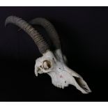 Taxidermy: the scull and horns of a Roan Antelope, with collection markings R2869/11, length of